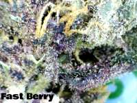 An image of FastBerry