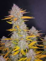 An image of Gorilla Cookies Auto