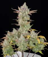 An image of Gorilla Cookies Auto