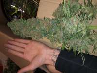 An image of Gorilla Cookies Auto