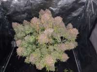 An image of Gorilla Cookies Auto