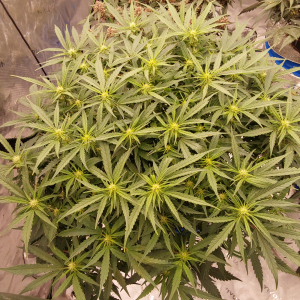 An image of Gorilla Punch Auto