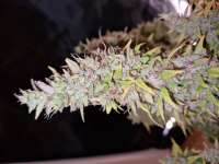 An image of Gorilla Zkittlez Auto
