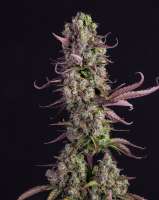 An image of Gorilla Zkittlez Auto