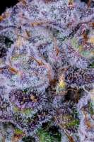 An image of Gorilla Zkittlez Auto