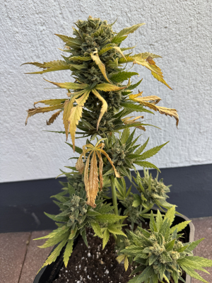 Green Crack: strain page photo, credit seedfinder.eu, copyright status shown with credit copyright unverified