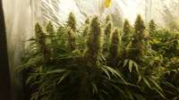 An image of Green Crack