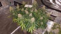An image of Green Crack