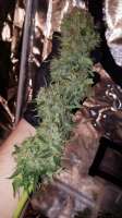 An image of Green Crack