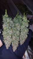 An image of Green Crack