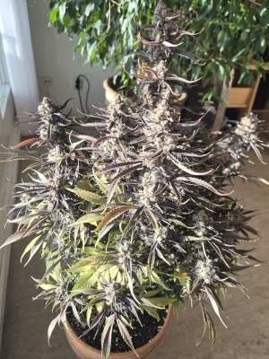 An image of Guava Auto