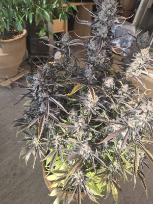 An image of Guava Auto