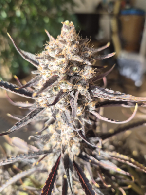 An image of Guava Auto