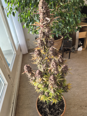 An image of Lemon Cherry Cookies Auto