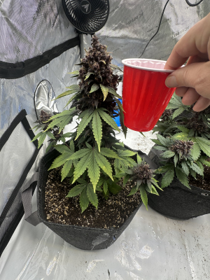 An image of Lemon Cherry Cookies Auto