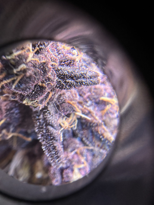 An image of Lemon Cherry Cookies Auto