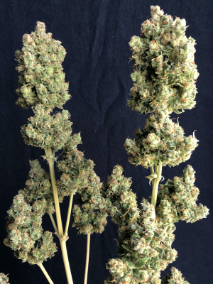 An image of Lemon Pie Auto