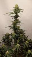 An image of Moby Dick Auto