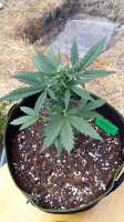 An image of Orange Sherbet Auto