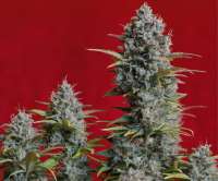 An image of Pineapple Express