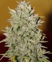 Pineapple Express: strain page photo, credit seedfinder.eu, copyright status shown with credit copyright unverified
