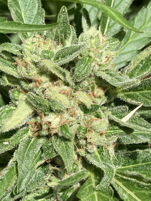 An image of Pound Cake Auto