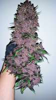 An image of Purple Lemonade