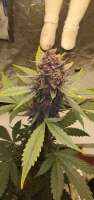 An image of Purple Lemonade