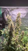 An image of Purple Lemonade
