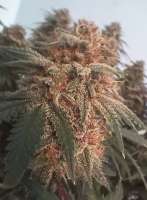 An image of Purple Lemonade FF