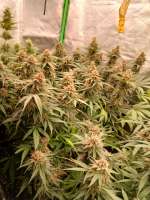An image of Purple Lemonade FF