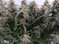 An image of Purple Lemonade FF