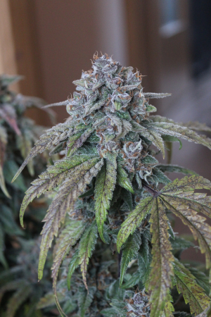 An image of Purple Punch Auto