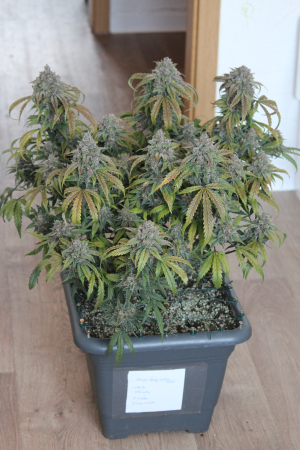 An image of Purple Punch Auto