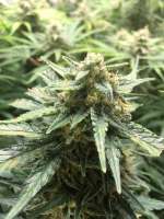 An image of Smoothie Auto