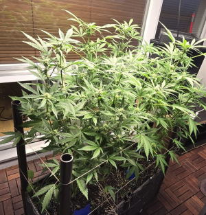 An image of Sour Jealousy Auto