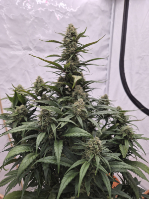An image of Tropicana Cookies Auto