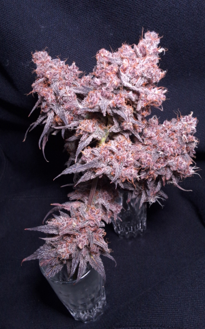 An image of Tropicana Cookies FF