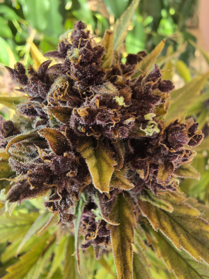 An image of Wedding Cheesecake Auto