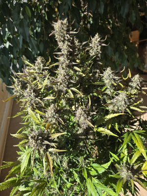 An image of Wedding Cheesecake Auto