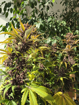 An image of Wedding Cheesecake Auto