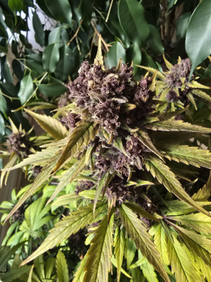 An image of Wedding Cheesecake Auto