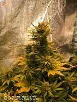 West Coast O.G. archive 1