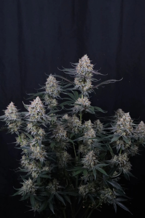 An image of Guava Sundae Auto™