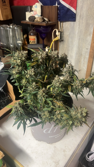 An image of Mango Cherry Runtz