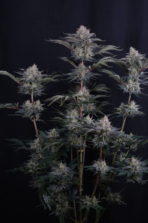 An image of Mendo Frost Auto™