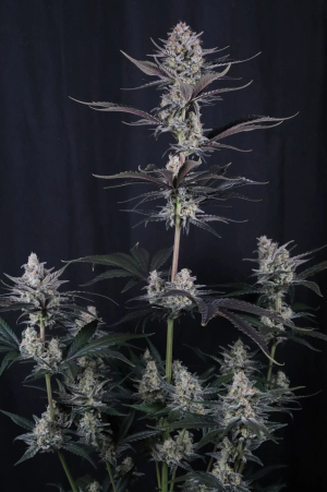 An image of Mendo Guava Auto™