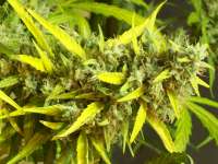 Hawaiian Sativa archive 5