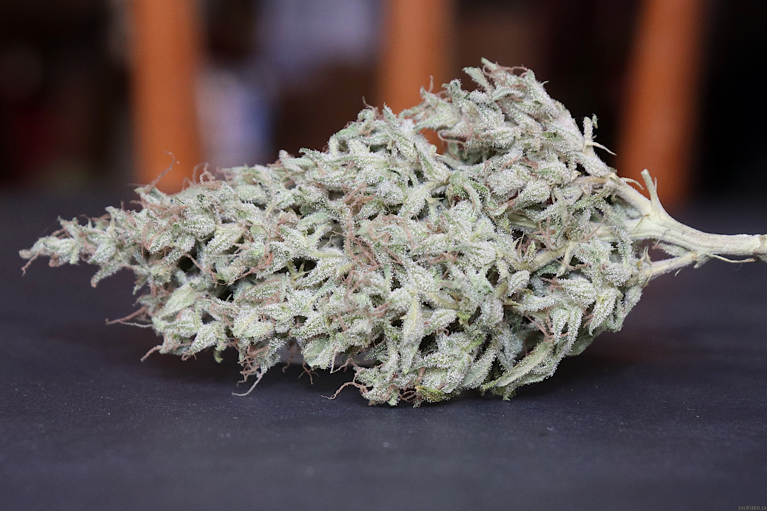 Hawaiian Sativa flower, as labeled by the cited photo source