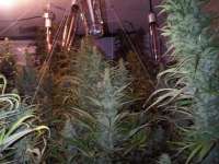 Island Sweet Skunk: strain page photo, credit seedfinder.eu, copyright status shown with credit copyright unverified